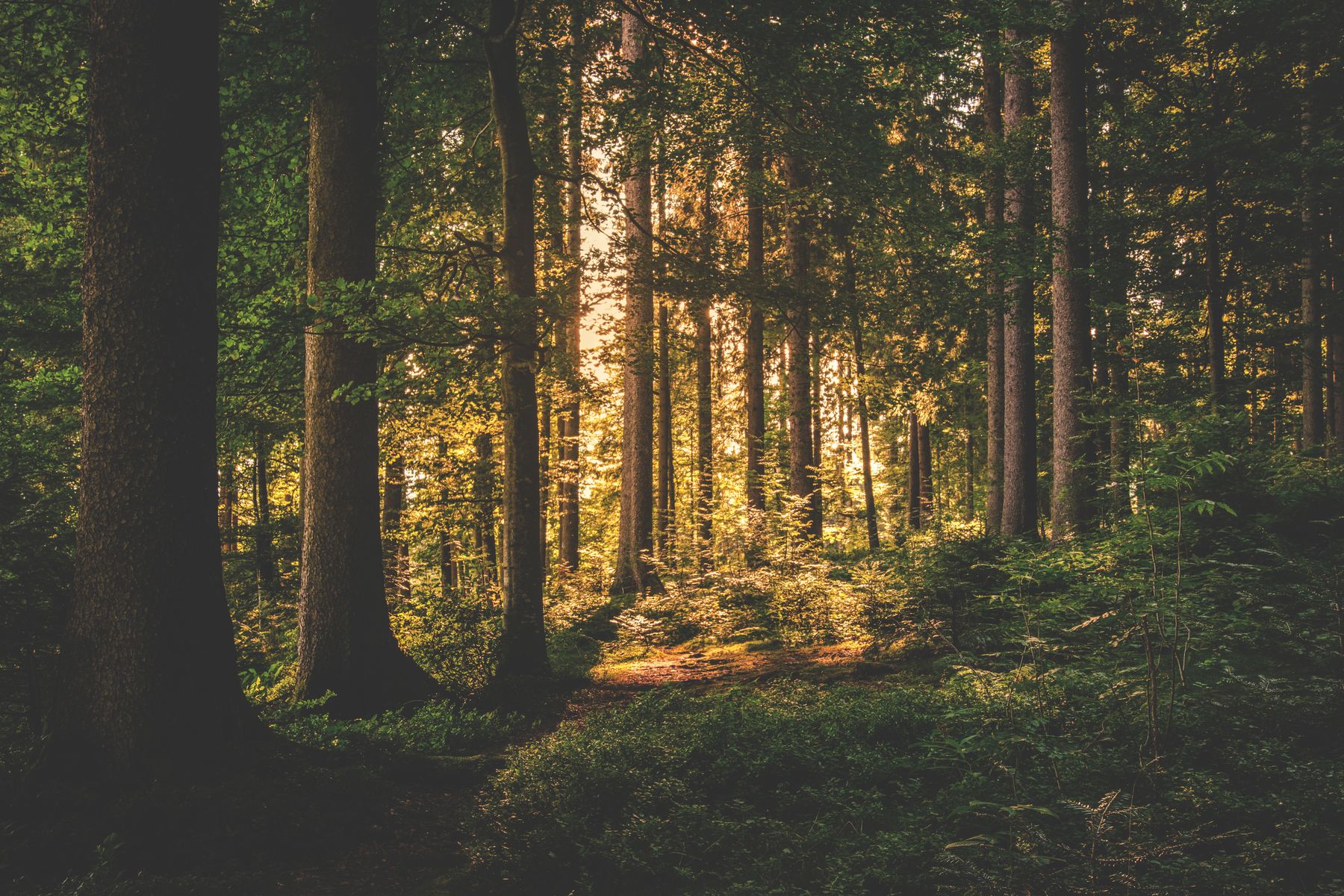 Late light falling through a stand of tall trees
