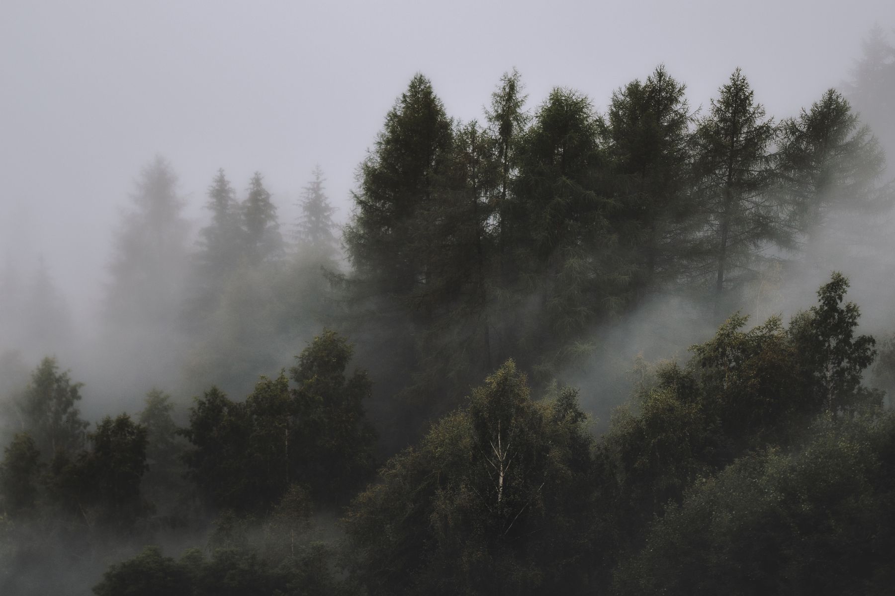 Mist settling through tall conifers