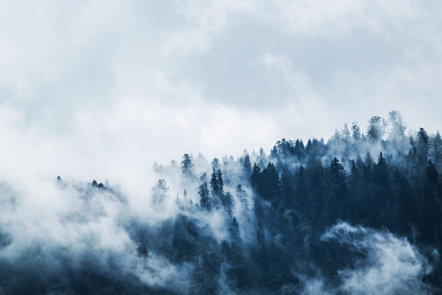 Mist drifting through a dense stand of dark pines