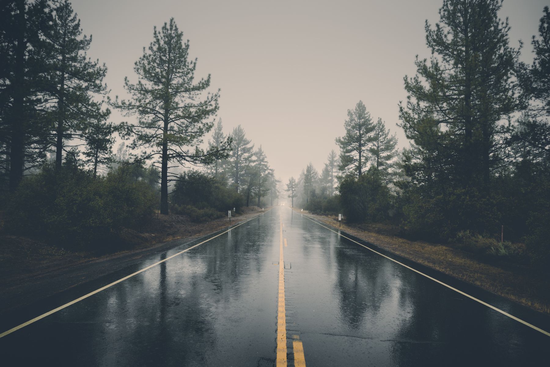 A wet road running between tall pines in mist